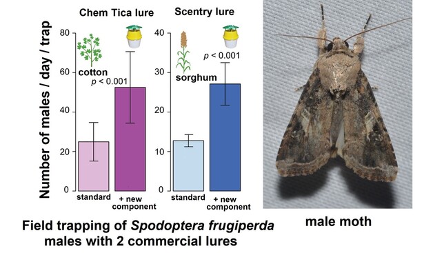 Left: From Fig. 4 of article - results of field trapping of fall armyworm males with 2 commercial lures (Chem Tica lure and Scentry lure). For both lures the standard lure was compared with the addition of 1% of the new 'nonanal' pheromone component, with catches approx. doubling. Right: image of male moth from Wikimedia Commons
