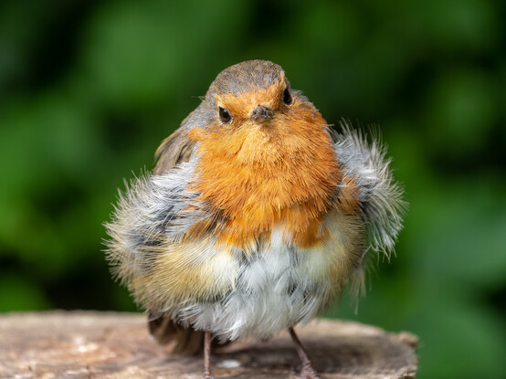 A European Robin - a small bird with a bright orange breast, white underside and brown back, tail, wings and top of head. The bird is perched on a fence posts, looking straight at the camera. Its feathers are quite scruffy.