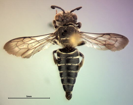 Dorsal view of a black sharptail bee.