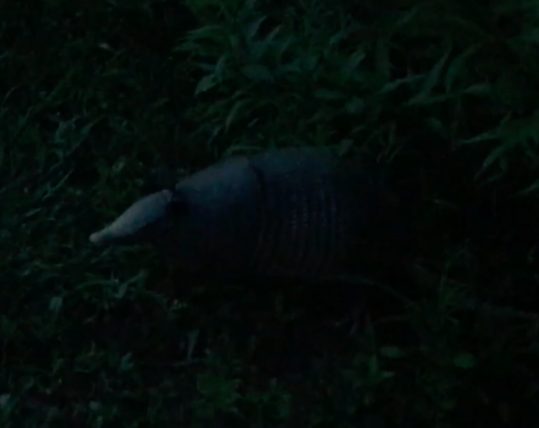 Very dark screencap of an armadillo that has just poked its nose out into the open before scurrying away from me. 