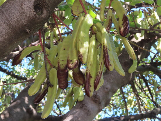 Clusters of unripe light green pods are pendant directly from a large branch. Some are starting to turn brown gradually from the bottom of the pod up.