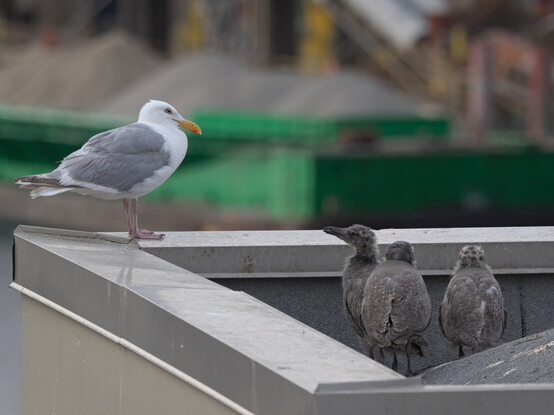 Three greyish-tan gull chicks on a rooftop, one looking up toward an white and grey adult gull.