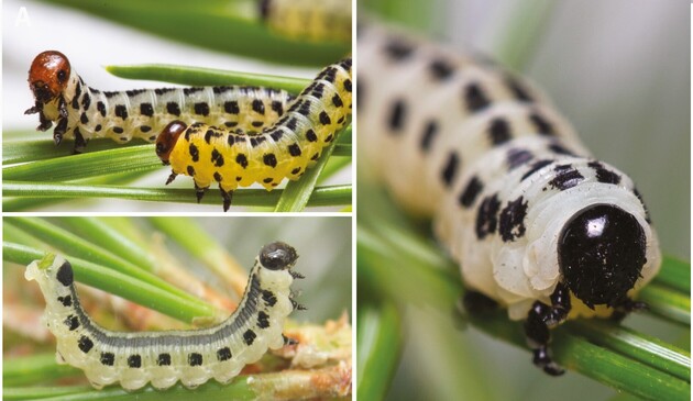 Images of the larval stages of conifer sawflies: upper left: Neodiprion lecontei - lower left: Neodiprion maurus - right: Neodiprion pinetum. All illustrated caterpillars have rows of distinct black markings on a pale to yellowish body.