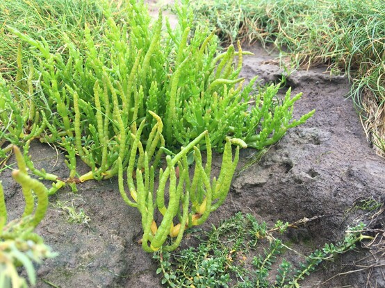 Several segmented Glasswort plants growing out of bare mud, around them are grasses and small leaved plants.