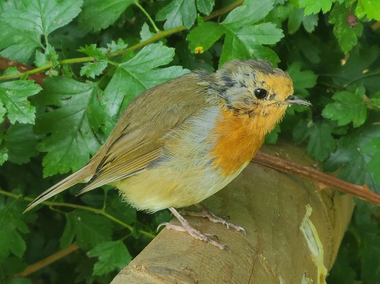 A European Robin - a small bird with a bright orange breast, white underside and brown back, tail, wings and top of head. The bird is perched on a fence.
