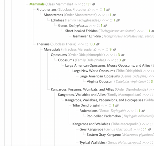 Image of iNaturalist's life list UI showing mammals I've seen, text:
Mammals Class Mammalia131
Prototherians Subclass Prototheria1
Monotremes Order Monotremata1
Echidnas Family Tachyglossidae1
Genus Tachyglossus1
Short-beaked Echidna Tachyglossus aculeatus1
Tasmanian Echidna Tachyglossus aculeatus ssp. setosus1
Therians Subclass Theria130
Marsupials Infraclass Marsupialia9
Opossums Order Didelphimorphia3
Opossums Family Didelphidae3
Large American Opossums, Mouse Opossums, and Allies Subfamily Didelphinae3
Large New World Opossums Tribe Didelphini3
Large American Opossums Genus Didelphis3
Virginia Opossum Didelphis virginiana3
Kangaroos, Possums, Wombats, and Allies Order Diprotodontia6
Kangaroos, Wallabies and Allies Family Macropodidae4
Kangaroos, Wallabies, Pademelons, and Dorcopsises Subfamily Macropodinae4
Tribe Dendrolagini1
Pademelons Genus Thylogale1
Red-bellied Pademelon Thylogale billardierii1
Kangaroos and Wallabies Tribe Macropodini3
Grey Kangaroos Genus Macropus1
Eastern Gray Kangaroo Macropus giganteus1
Typical Wallabies Genus Notamacropus2