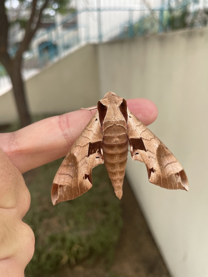 An achemon sphinx moth, tan with dark brown patches and wavy lines and n it’s wings, hangs onto a finger. 