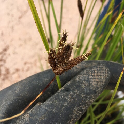 Black gloved hand holding a green stem with fuzzy brown conical flowers, cream coloured anthers are emerging from the ends of the cones. The background is out of focus, there are more stems and a pale gravel floor.