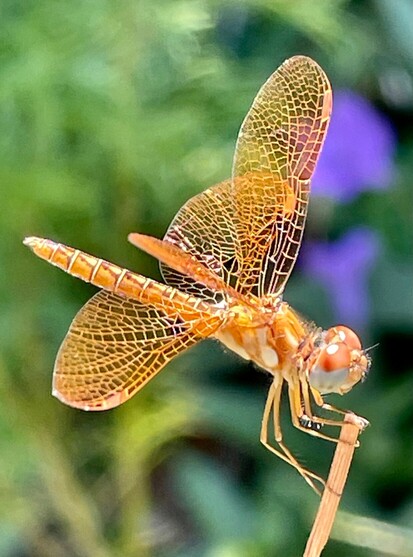 A photo of an eastern amber wing, a lovely orange dragonfly with detailed veining in their wings in clear focus. The phone was clearly very close to get this photo.