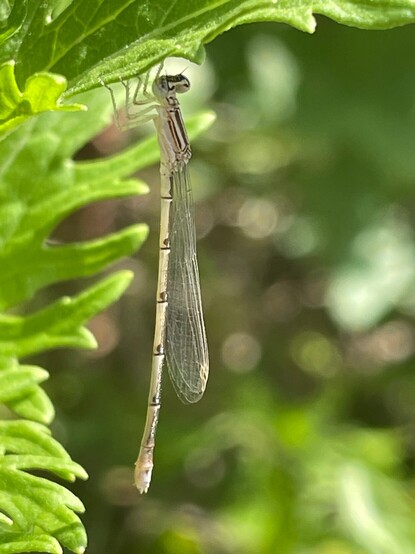 A phone photo of a tiny damselfly, a female/juv male double-striped bluet. The phone was inches from this bug. 