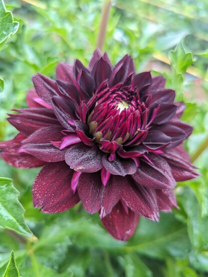 A dark maroon colored double bloom with narrow brighter pink petals peaking through the layers.
