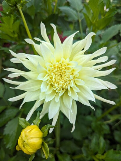 A pale yellow double bloom with twisted petals looking like rays of the sun.
