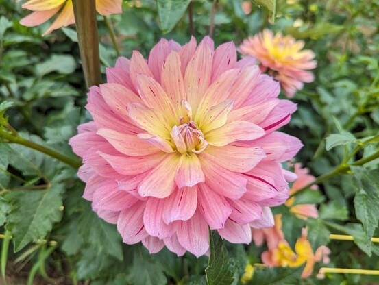 A pink double bloom with a pale yellow center made up of gently cupped petals showing slight red streaking throughout.