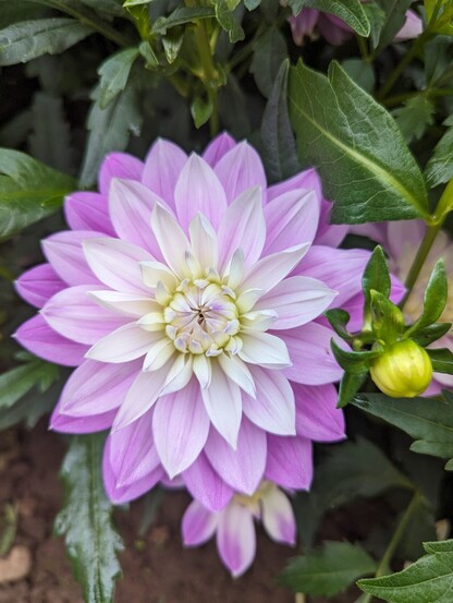 A double bloom where every layer of petals is a different color, beginning with a white center and moving to pink through to purple layers.