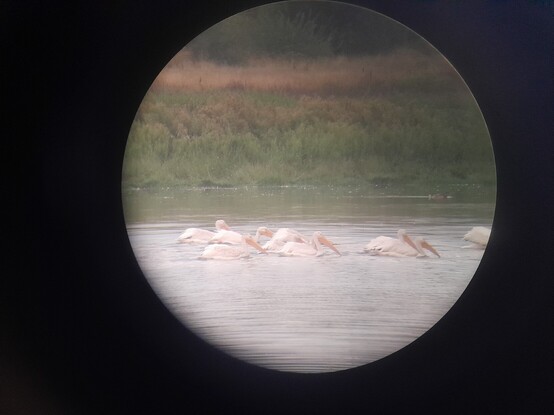 A flock of white pelicans swimming on the water. One has its head dipped down and seems to be after a fish!