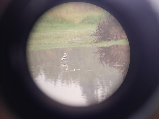 Avocet number two, taking a moment for a quick preen while standing in mid pond. This one had a bit more of the brownish head left over from breeding plumage.