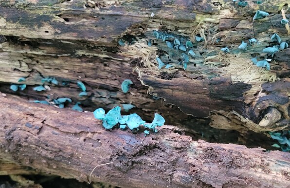 Vividly blue tiny cup fungus growing on fallen logs.