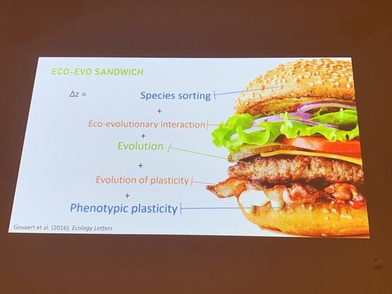 Picture of a presentation slide entitled „the eco-evo sandwich“ showing a big yummy burger. The different layers of the burger are labelled with terminology from ecology and/or evolution. 