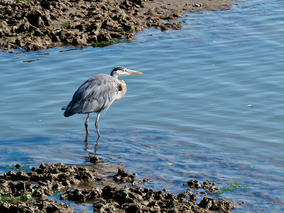 A gray-blue wading bird with a black cap, standing ankle-deep in water near a muddy shoreline