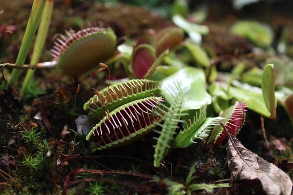 a close up image of some venus fly trap plants