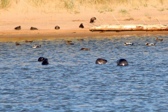 newburgh beach - 3/5s of the image show the sea, with the remaining 2/5s showing the beach behind it. four seals can be seen in the water, with some seabirds in the water behind them. more birds can be seen on the beach further back, as well as a long washed up on the beach 