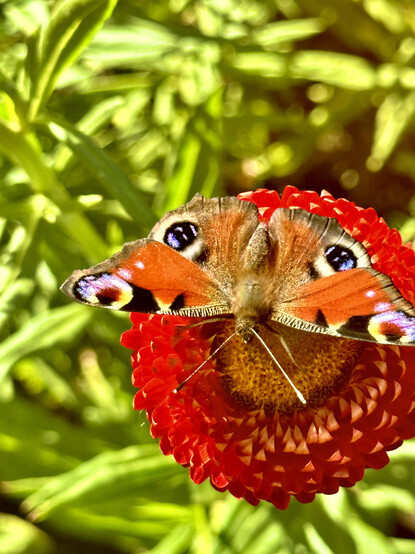 a close up image of a european peacock butterfly (Aglais io) on a red flower. the butterfly has its wings spread, showing the four eyespots on the corners of each wing