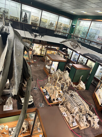 the inside of the university of aberdeen zoology museum. the image shows the lower floor of the museum, taken from the balcony overlooking it on the first floor. on the lower floor, various fossils and skeletons can be seen, including those of a horse, pony, camel, rhino, and hippo in the centre. hanging from the ceiling are various marine fossils and skeletons, including a sei whale and porpoise.