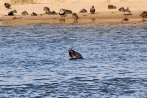 a seal in the water, looking up and towards the left of the image. at the top of the image, the beach can be seen with several sea birds (eider ducks, among others) sat or stood on the sand
