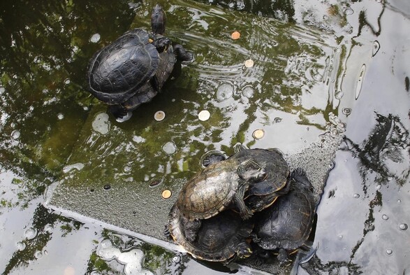 terrapins basking on a rock. towards the top left corner of the image, two terrapins can be seen, one on the back of the other. towards the bottom-centre and bottom-right corner, more terrapins can be seen - there are around four or five terrapins all piling on each other