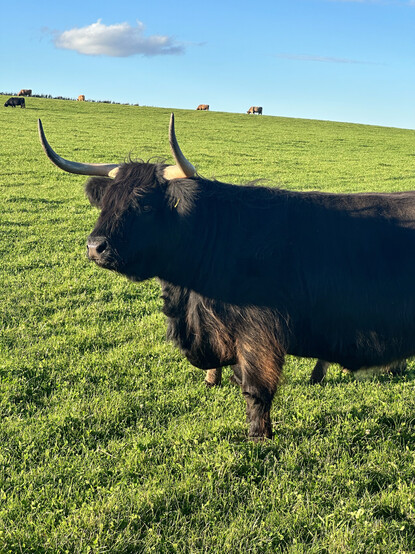 a black highland cow side-on, facing towards the left of the image, in a field. more cows can be seen in the distance  