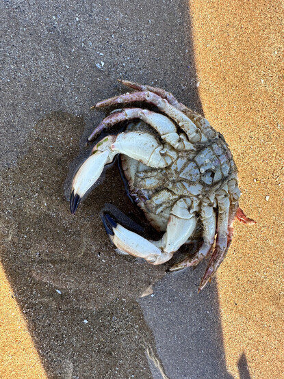 the underside of an edible crab (cancer pagurus), washed up on the beach. the crab is fully intact