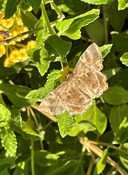 Photo of a Texas powdered skipper. The wings are open rather than folded, but the moth-like traits of the skipper body form are apparent. The wings are mottled brown. 