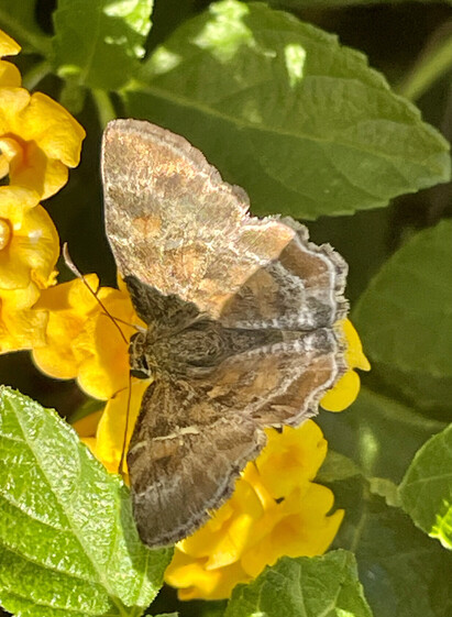Photo of a Texas powdered skipper. The wings are open rather than folded, but the moth-like traits of the skipper body form are apparent. The wings are mottled brown. 