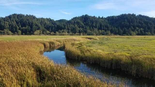 looking south along a little slough coming off the Umpqua River, some cattails and reeds giving way to a flat grassy floodplain; timbered hills and a blue sky with thin little clouds in the distance