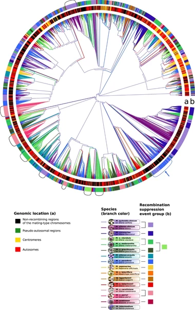 Multi-species genealogies of Copia retroelement copies in Microbotryum genomes based on long tandem repeat (LTR) sequences.
The branch color corresponds to the species, the first inner track (a) corresponds to the genomic location of the TE copies, the second outer track (b) corresponds to the linkage event group of the species carrying the TE copy. Brackets highlight bursts of TEs. The blue bracket and the blue arrow highlight the single burst with mixed copies from different recombination suppression events, with copies from M. v. paradoxa and the group formed by M. lychnidis-dioicae and M. silenes-dioicae. 
