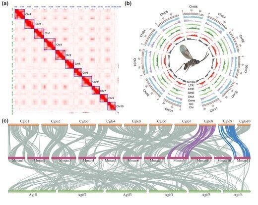 The genomic characteristics of Microplitis manilae. (a) Hi-C contact map showing the interactions among 11 pseudochromosomes. (b) Circos graph of the genome characteristics of M. manilae. Element distribution in 100 kb sliding windows, from outer to inner circles: length of 11 chromosomes, GC content, density of protein-coding genes, DNA transposons, SINE/LINE/LTR retrotransposons, and simple repeats. (c) Chromosomal synteny blocks between M. manilae and Cotesia glomerata/Aphidius gifuensis. The Mman8 and Mman11 had better syntenic relationships with Cglo8 and Cglo9, respectively. The abbreviations “Mman,” “Cglo,” and “Agif” indicate chromosomes of M. manilae, C. glomerata, and Aph. gifuensis.