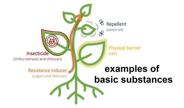 Examples of "basic substances" used for plant protection - sugars and chitosan (resistance inducers), Urtica extracts and chitosan (insecticides), onion oil (repellent), talc (physical barriers).
