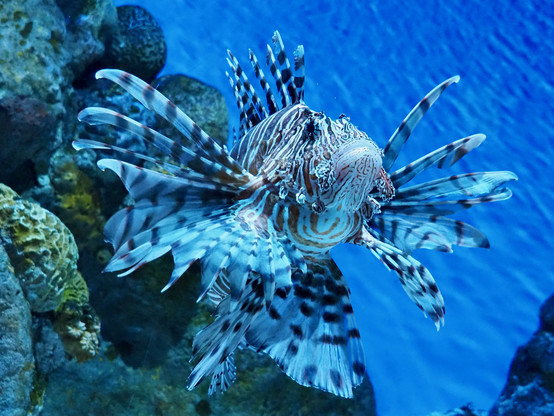 A white-and-brown striped fish with pectoral wide fins flared like wings, floating in blue-lit water