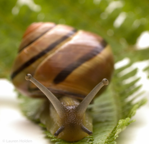 Pink mid banded snail on a leaf facing camera. Image credit: Lauren Holden/University of Nottingham