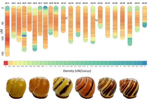 Linkage map showing the density of markers across all chromosomes and approximate position of mapped C and U loci. Also shown are exemplar C. nemoralis shells, from left: yellow unbanded, pink unbanded, yellow mid-banded, pink mid-banded, yellow five-banded, and pink five-banded.