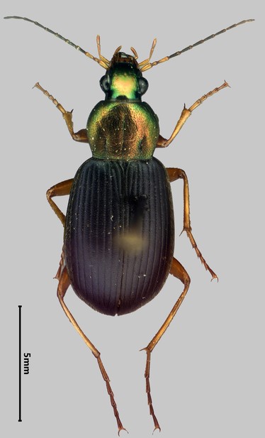 Photo of a colorful ground beetle with a more uniform background.