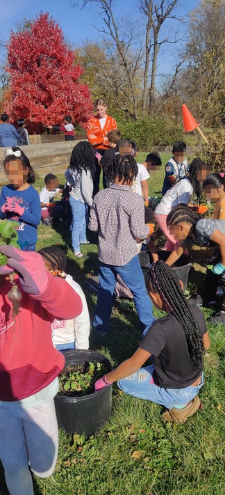 Students dump out large pots to find potatoes and carrots in the foreground, while students in the background harvest green beans and lettuce from the beds.