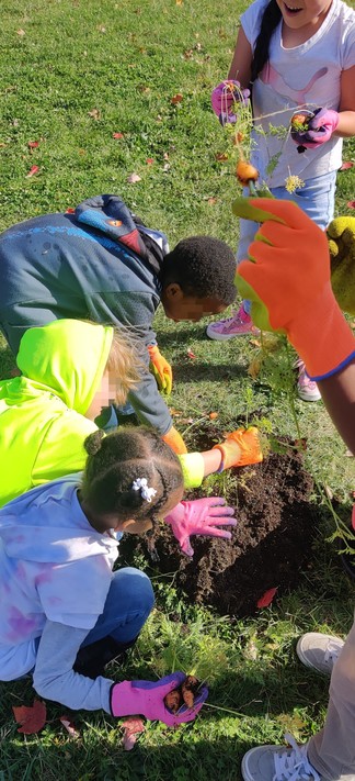 School children shuffle through the dirt they dumped out from a pot to locate all the baby carrots and potatoes they can. One child has a handful of carrots already. One student is shocked and has their mouth wide open as they show off what they found