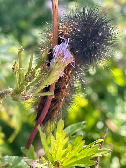 Salt mash moth caterpillar eating the flowers off a purple mistflower (Conoclinum sp.)