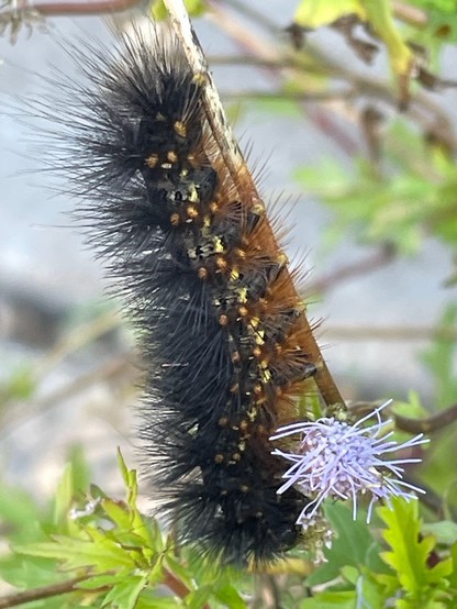 Salt mash moth caterpillar eating the flowers off a purple mistflower (Conoclinum sp.)