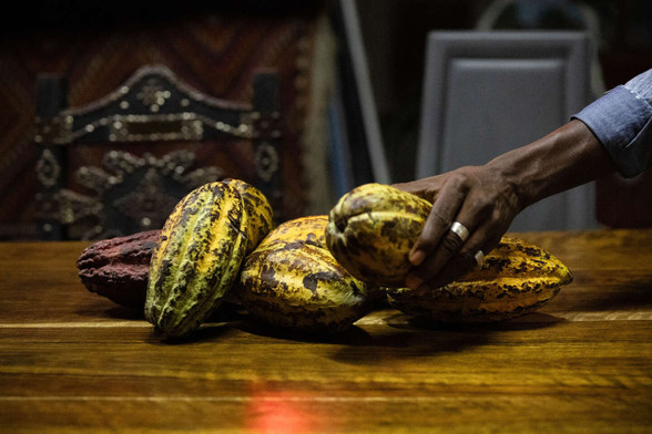 Raw cocoa fruits (I presume) on a table, with a man's hand in the right side of the frame, holding one of the fruits.