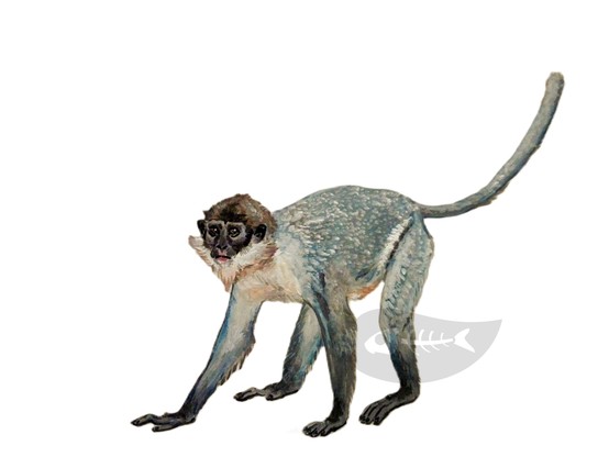 A watercolour painting of a blueish grey monkey. It has a dark face surrounded by a white beard. It stands on all fours.
