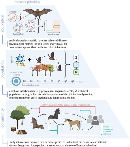 Figure 2 from the linked paper.  A schematic showing the research needs at individual bat, bat population, and community scales to better understand infection dynamics.