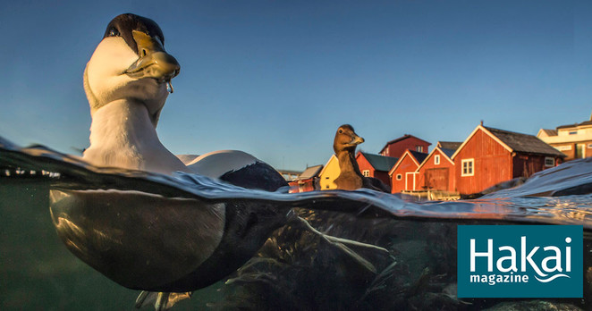 Photo of a male and female Eider floating in the sea, with a coastal village in the background