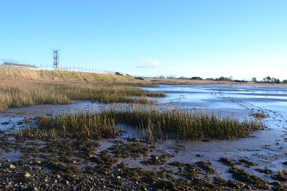 View across mudflats and saltmarsh, the tide is out and footprints can be seen leading away from the viewer over the mud